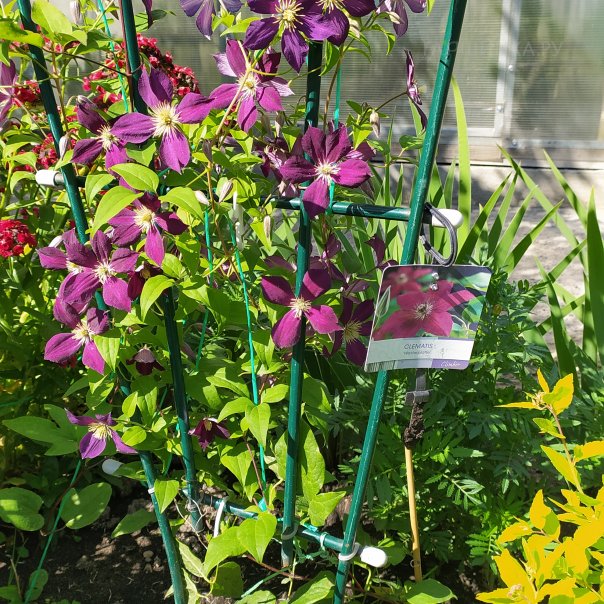 превью изображения отзыва