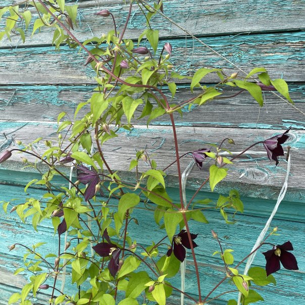 превью изображения отзыва