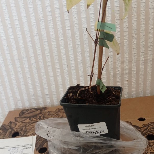 превью изображения отзыва