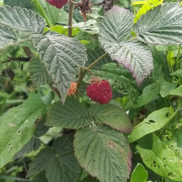 превью изображения отзыва