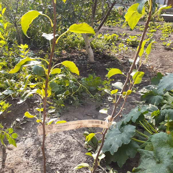 превью изображения отзыва