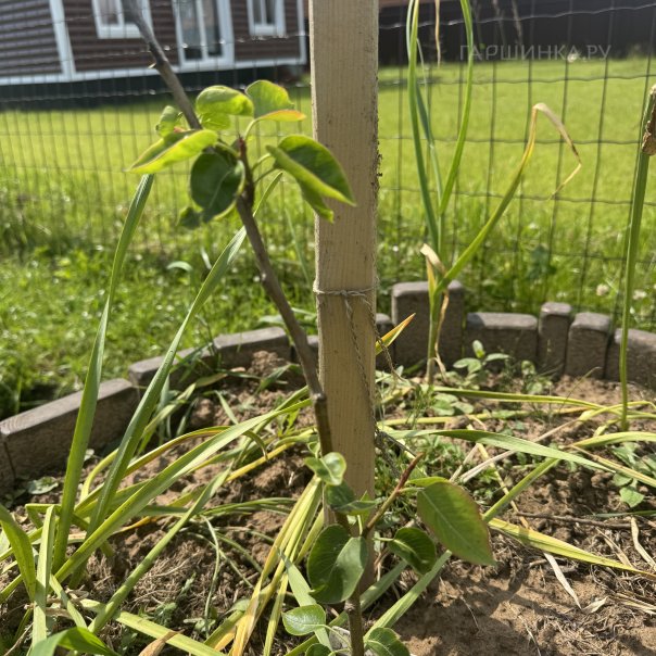 превью изображения отзыва