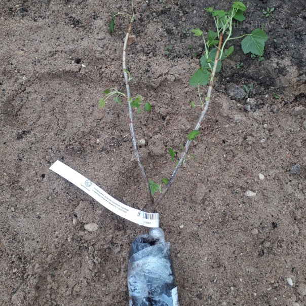 превью изображения отзыва