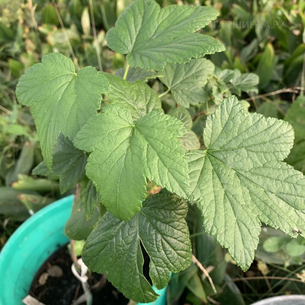 превью изображения отзыва