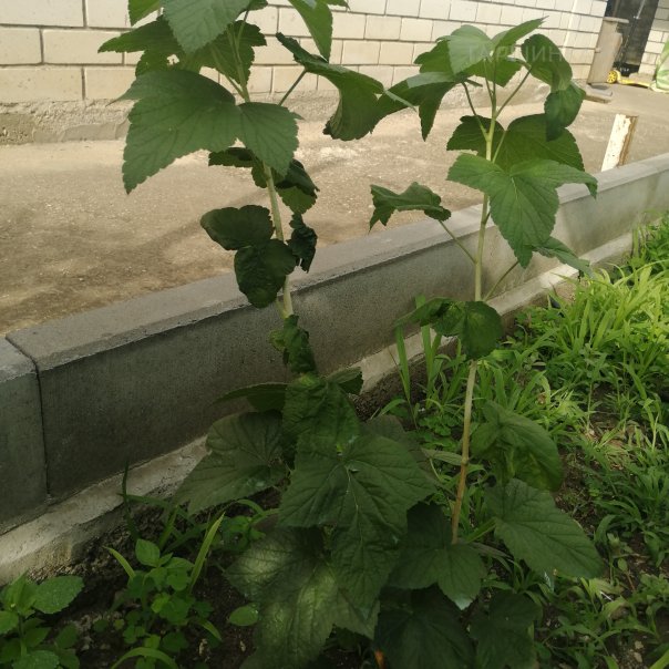 превью изображения отзыва