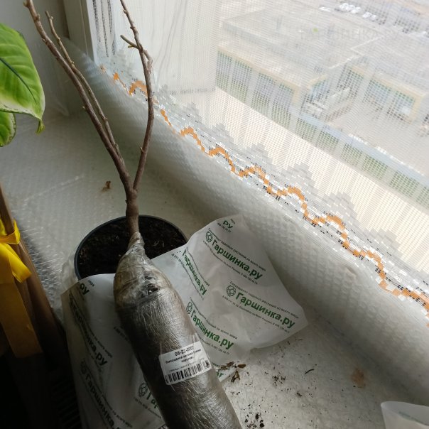 превью изображения отзыва