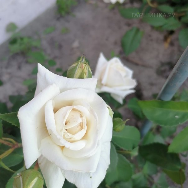 превью изображения отзыва