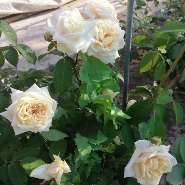 превью изображения отзыва