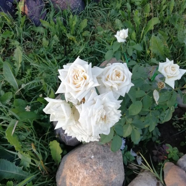 превью изображения отзыва