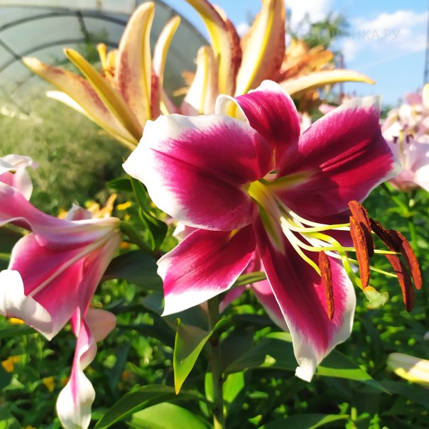 превью изображения отзыва