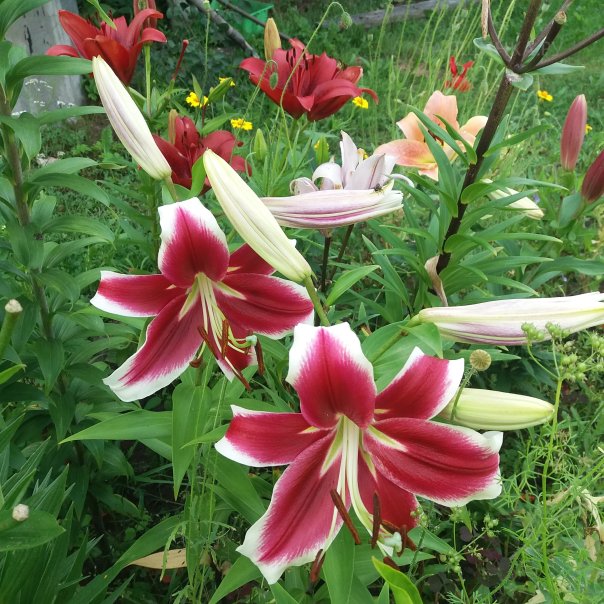 превью изображения отзыва