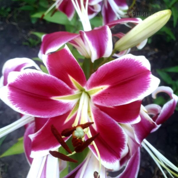 превью изображения отзыва