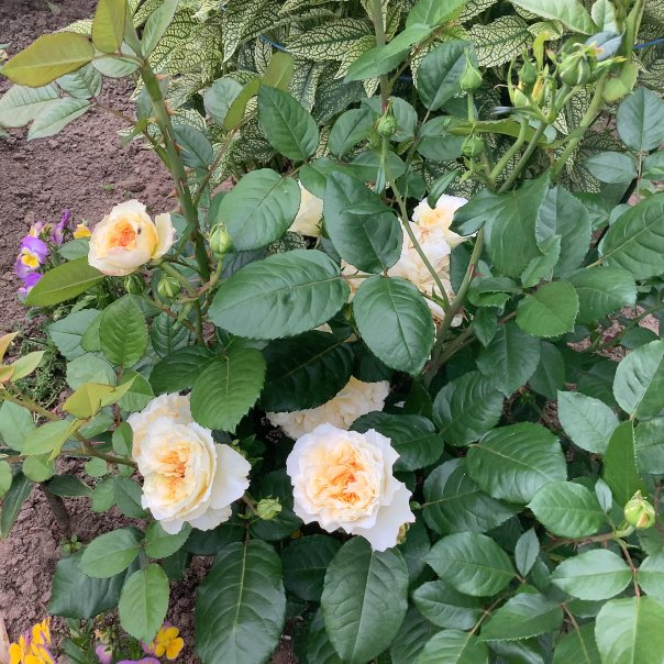 превью изображения отзыва