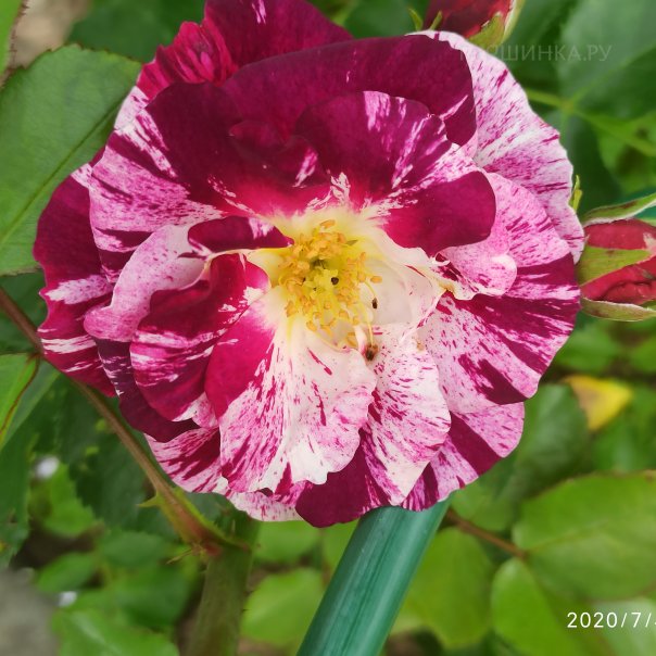 превью изображения отзыва