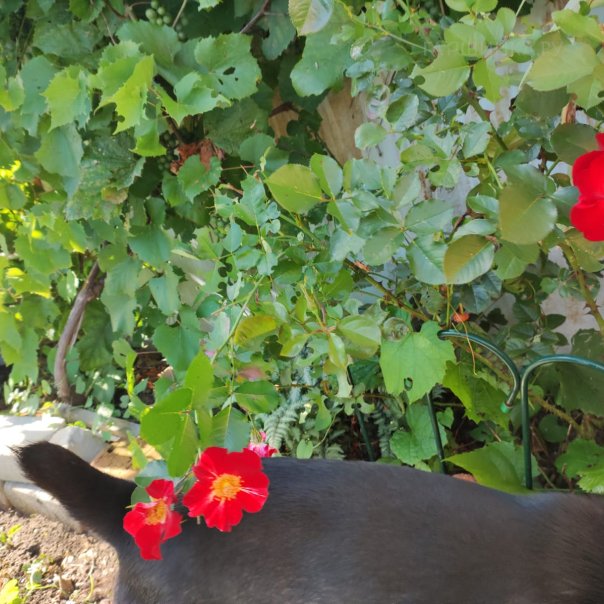 превью изображения отзыва