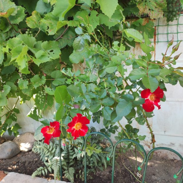 превью изображения отзыва