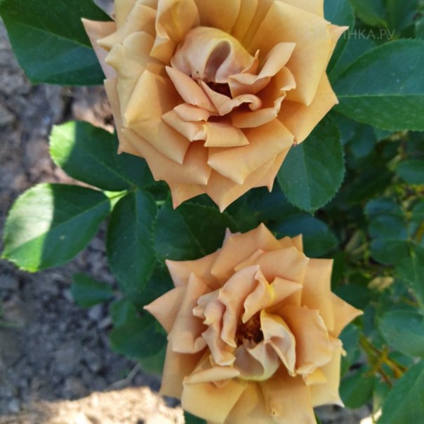 превью изображения отзыва