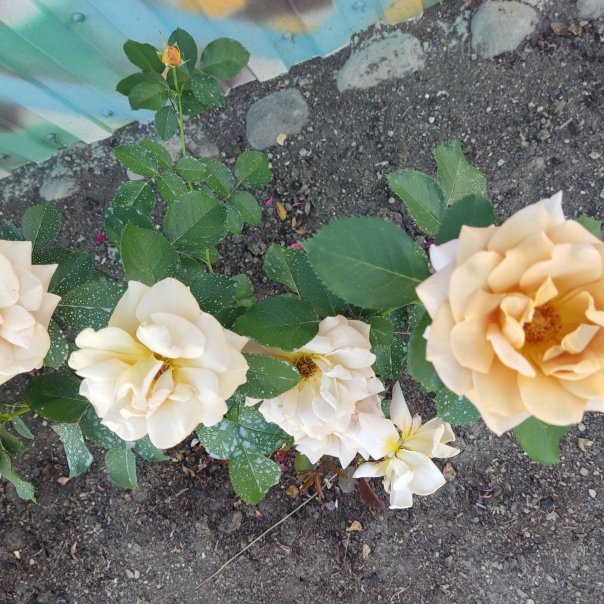 превью изображения отзыва