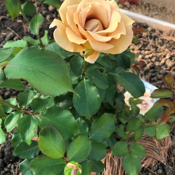 превью изображения отзыва