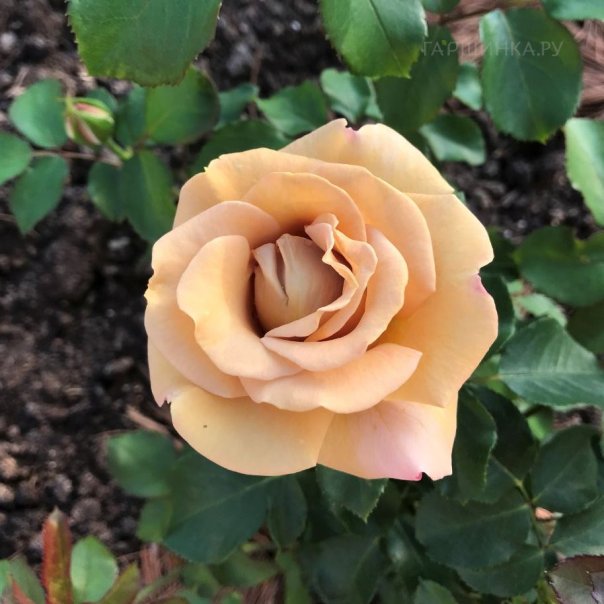 превью изображения отзыва