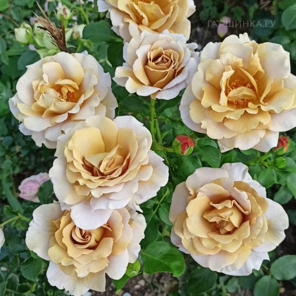 превью изображения отзыва