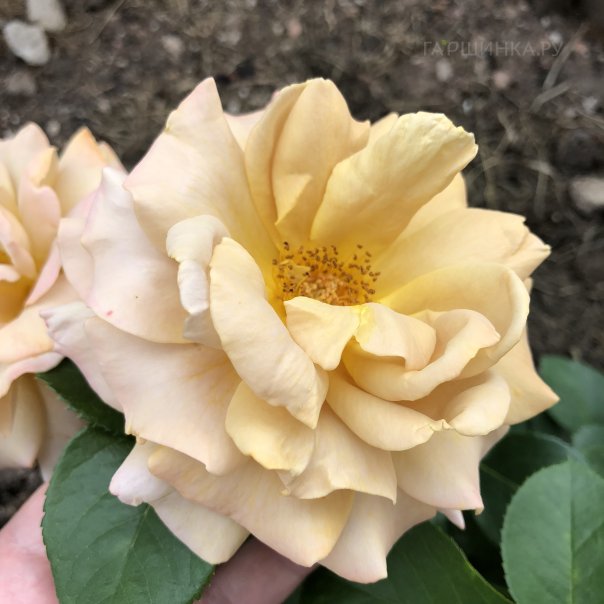 превью изображения отзыва