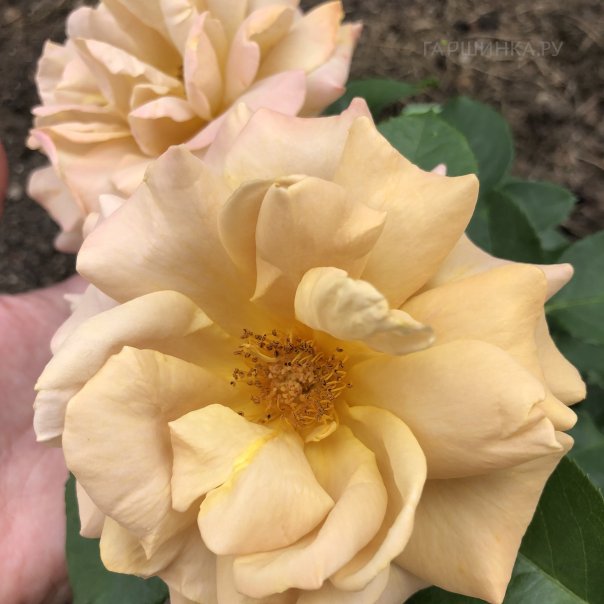 превью изображения отзыва