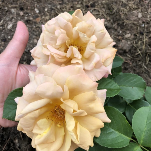 превью изображения отзыва