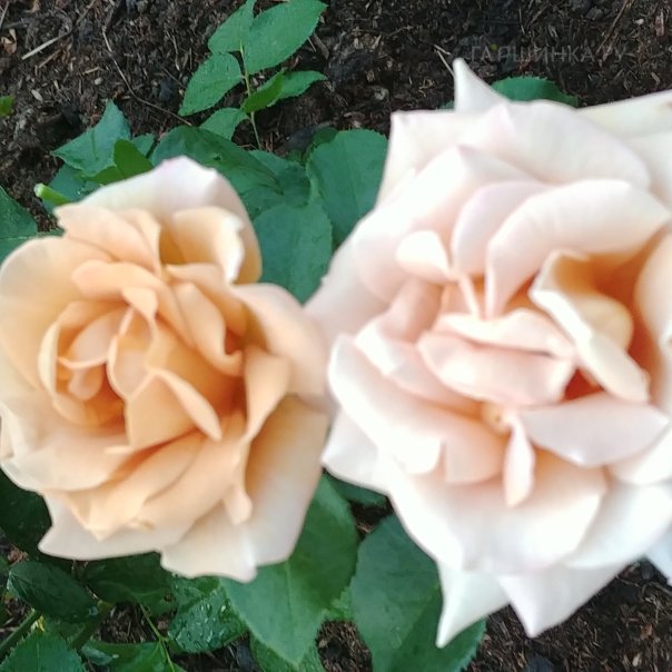 превью изображения отзыва