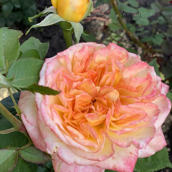 превью изображения отзыва