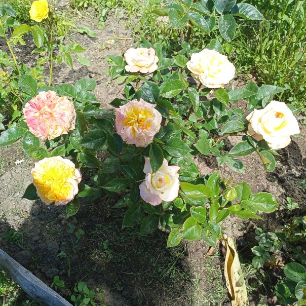 превью изображения отзыва