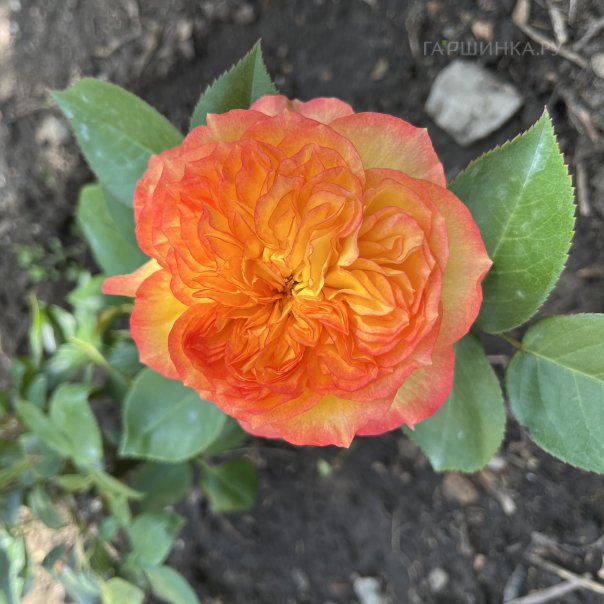 превью изображения отзыва