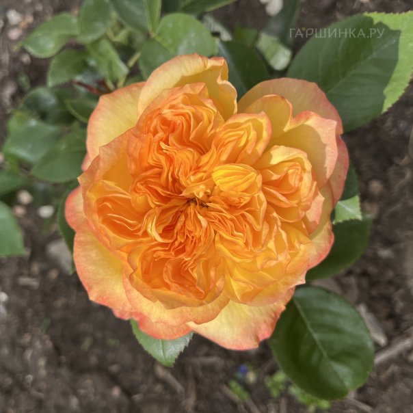 превью изображения отзыва