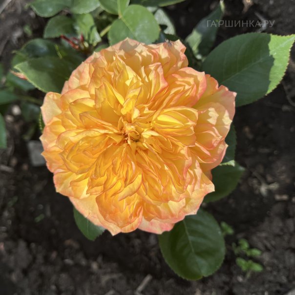 превью изображения отзыва