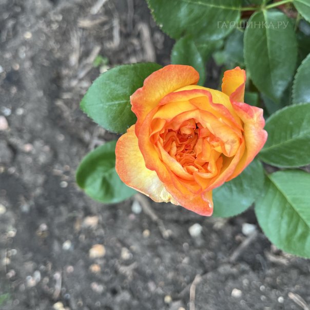 превью изображения отзыва