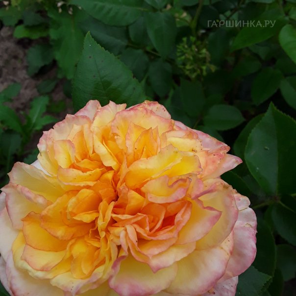 превью изображения отзыва