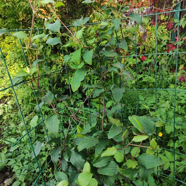 превью изображения отзыва