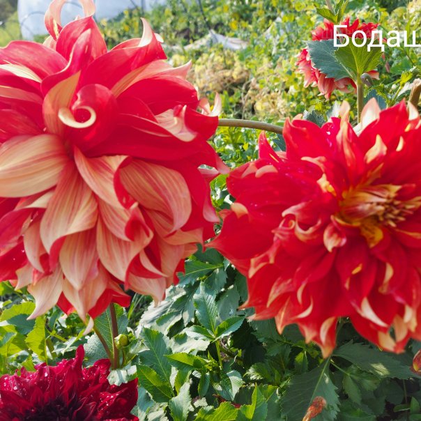 превью изображения отзыва