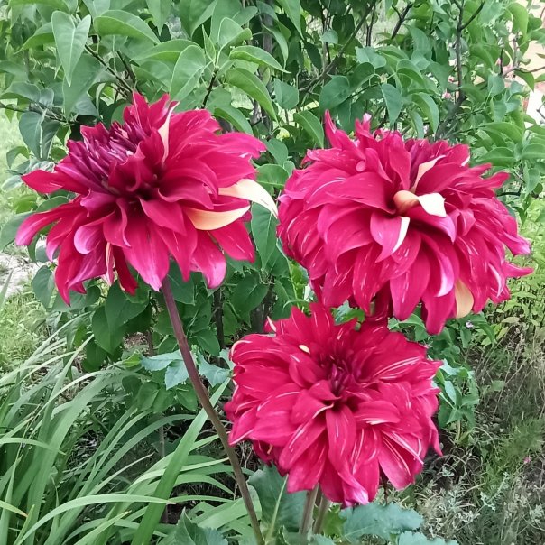 превью изображения отзыва