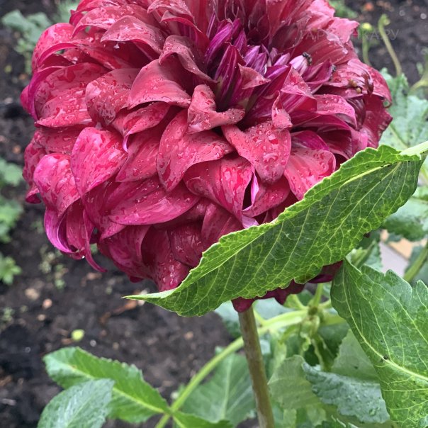 превью изображения отзыва