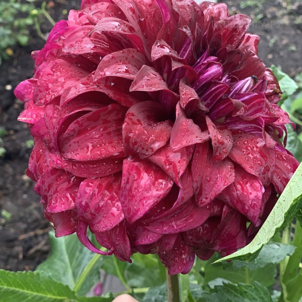 превью изображения отзыва