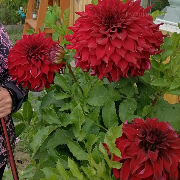 превью изображения отзыва