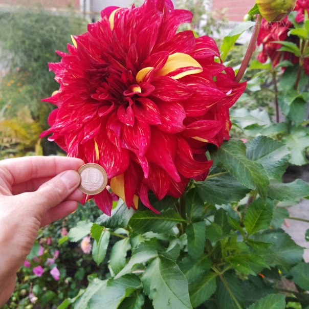 превью изображения отзыва