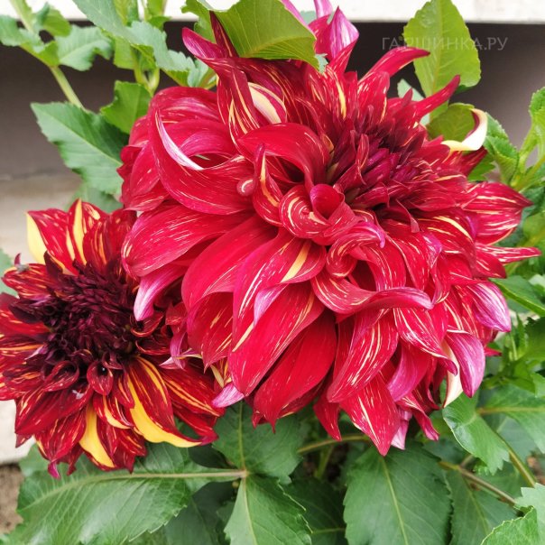 превью изображения отзыва