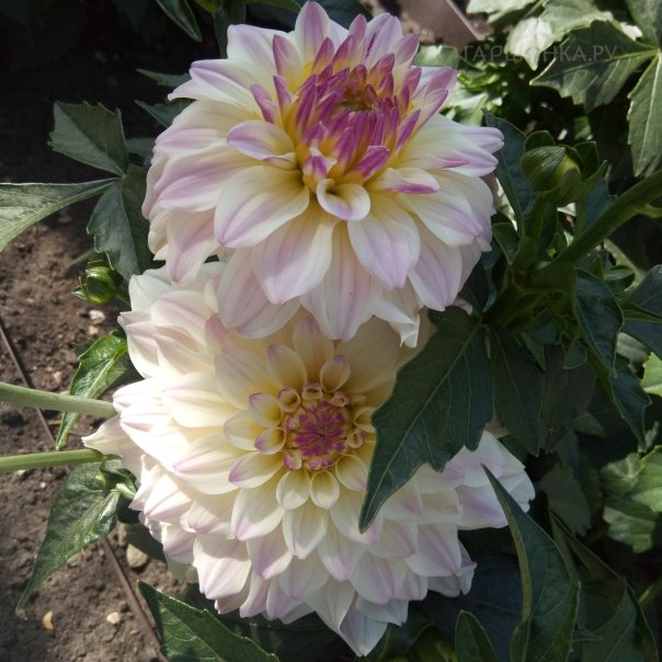 превью изображения отзыва