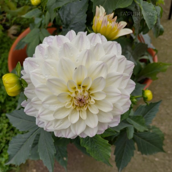 превью изображения отзыва