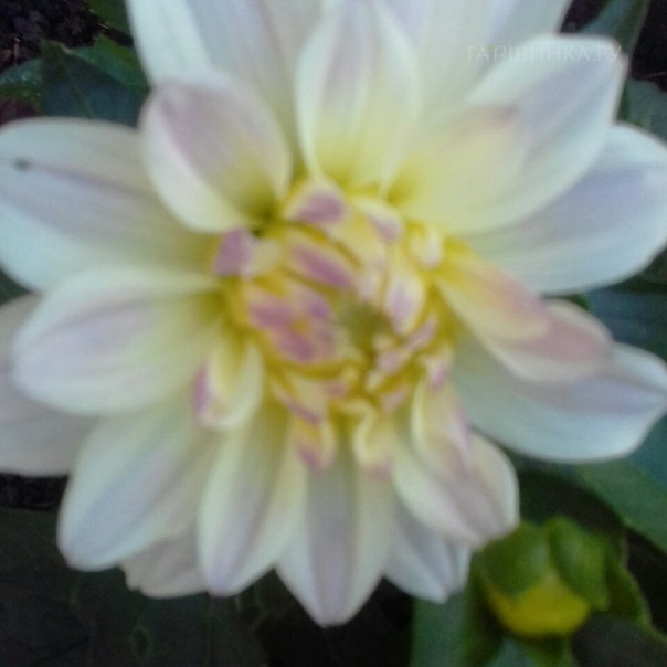 превью изображения отзыва