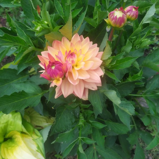 превью изображения отзыва