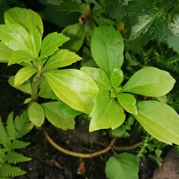 превью изображения отзыва