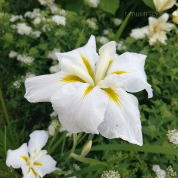 превью изображения отзыва